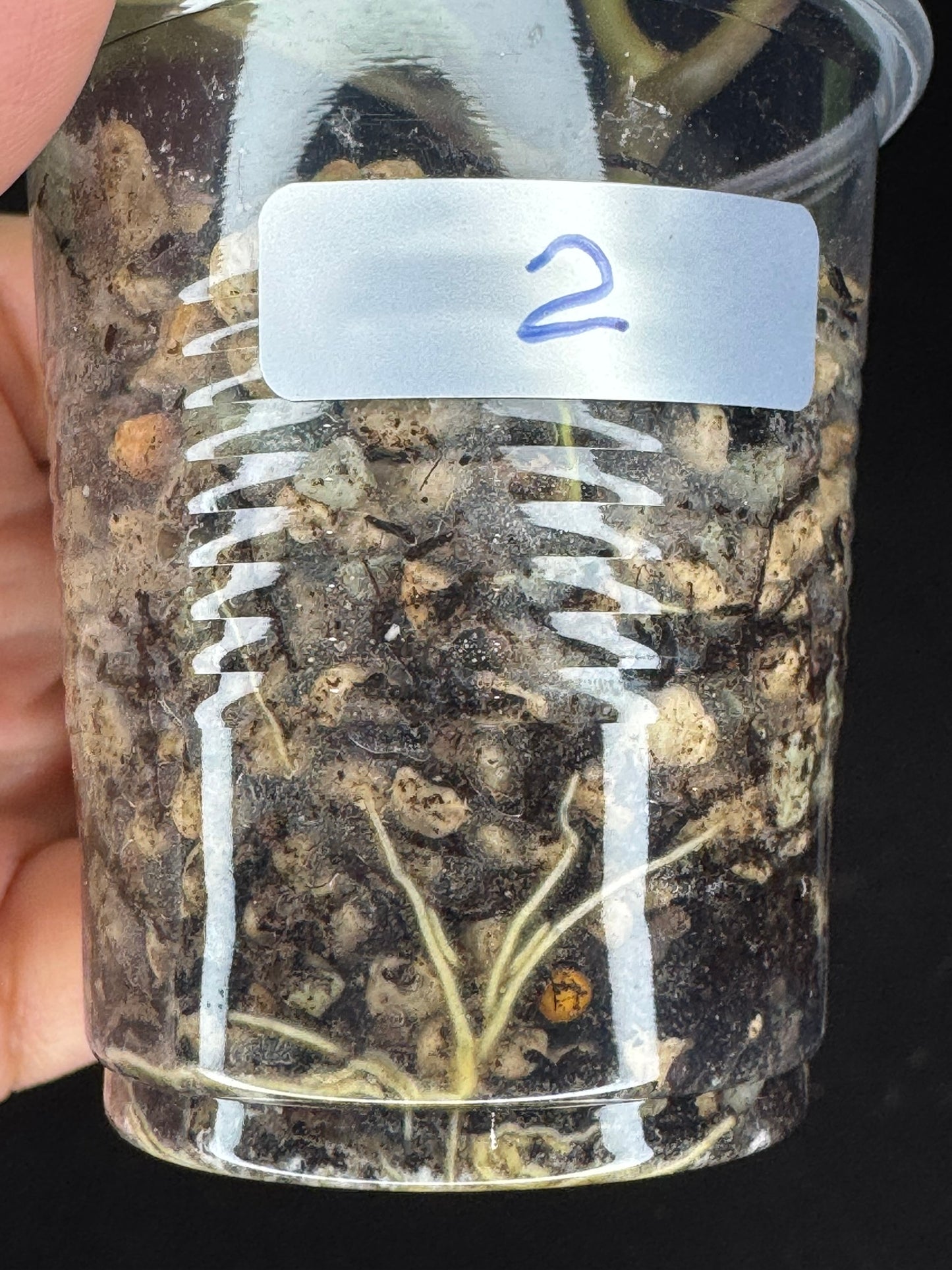 UNICORN🦄! Hoya Mitrata pearl gold (#2), rare, rooted with growth point