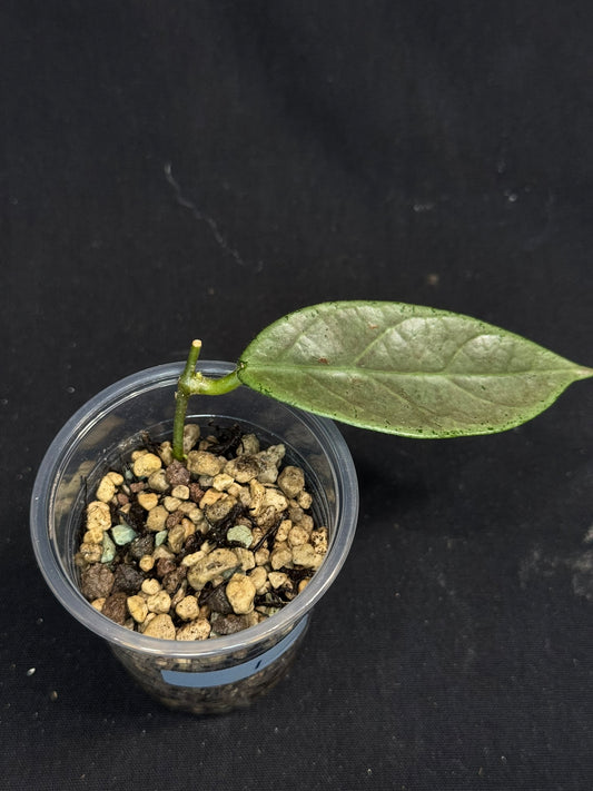 UNICORN🦄! Hoya Lai Chau Silver (#1), sunstressed blush color, rare