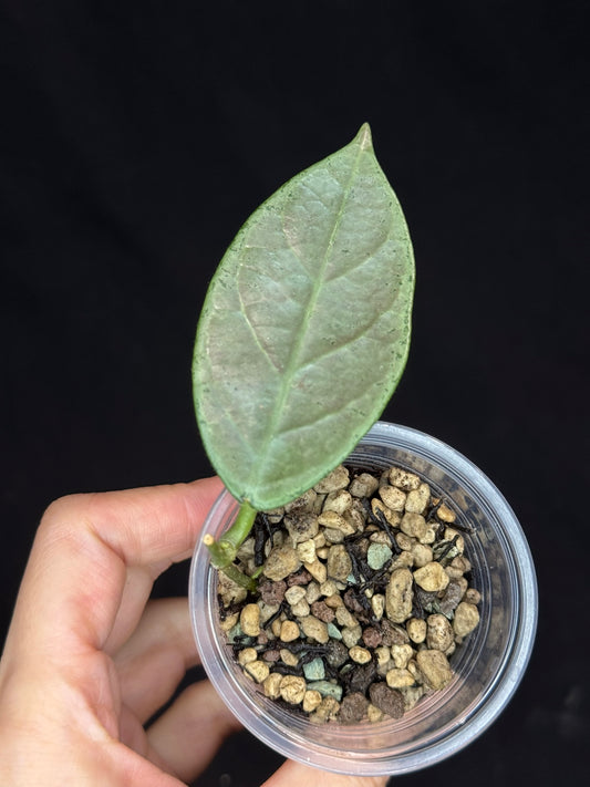 UNICORN🦄! Hoya Lai Chau Silver (#1), sunstressed blush color, rare