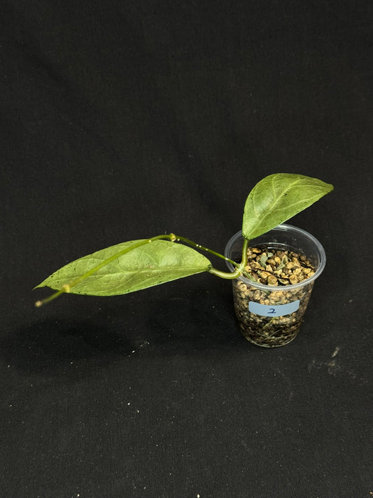 UNICORN🦄! Hoya Lai Chau Silver (#2), sunstressed blush color, rare