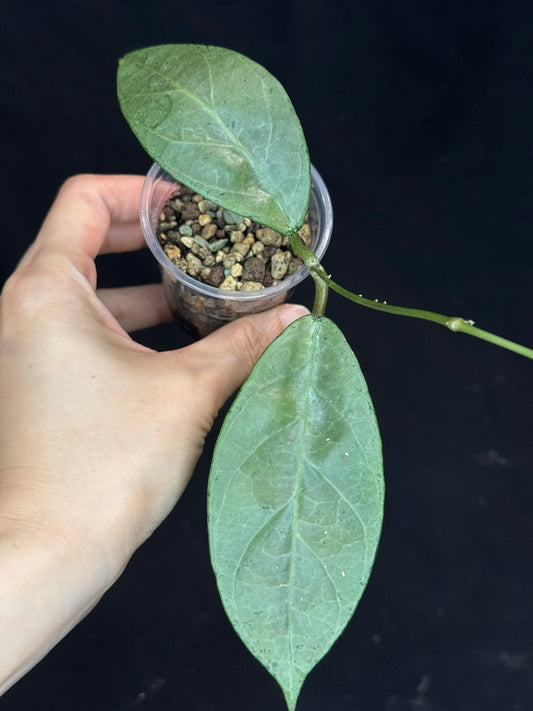 UNICORN🦄! Hoya Lai Chau Silver (#2), sunstressed blush color, rare