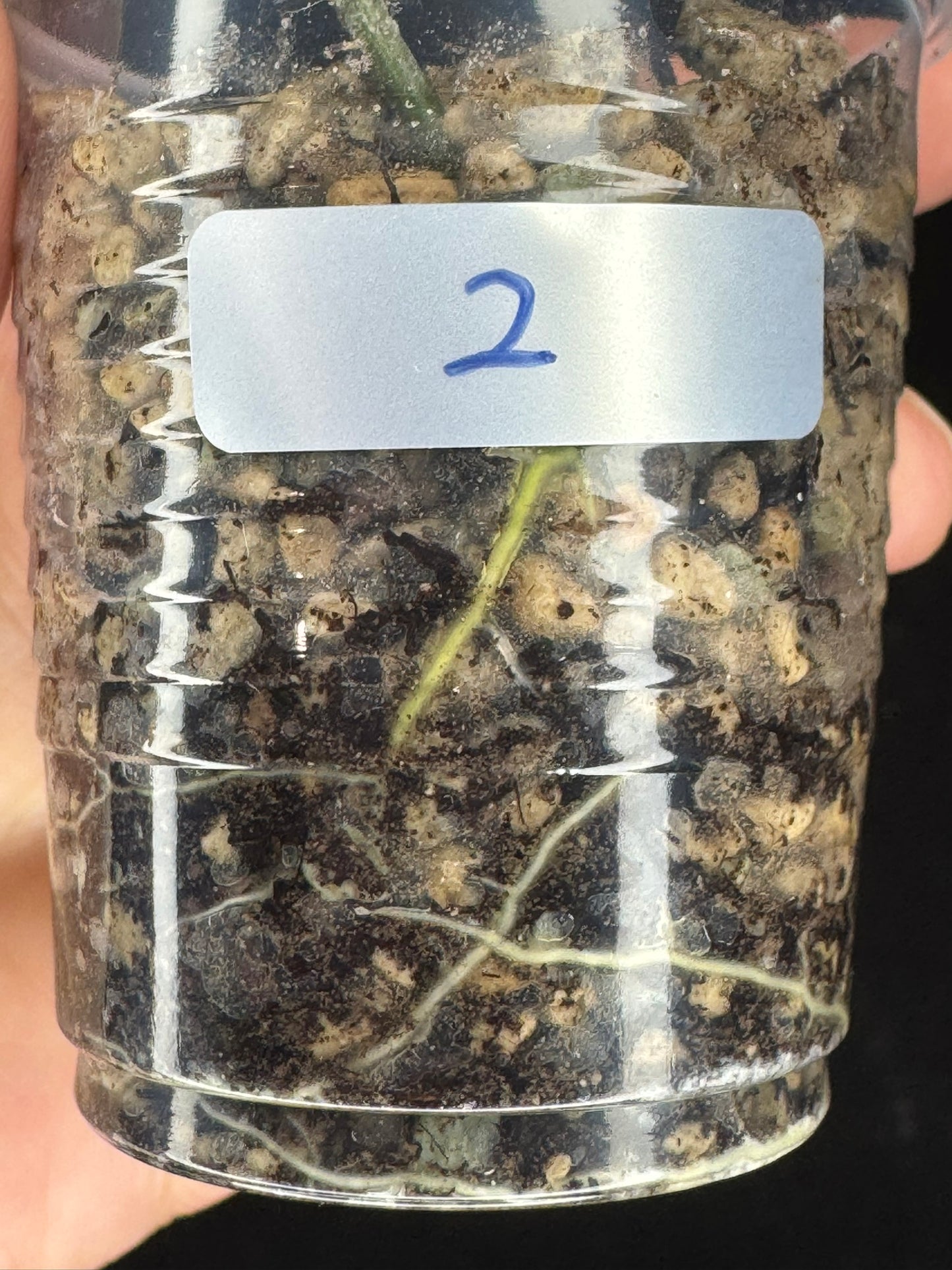 UNICORN🦄! Hoya Lai Chau Silver (#2), sunstressed blush color, rare