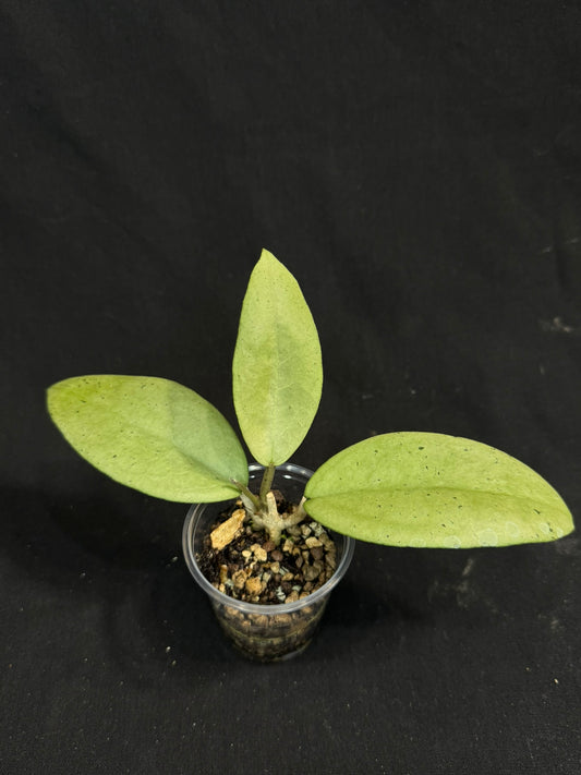 UNICORN🦄! Hoya menak sopal silver, rare