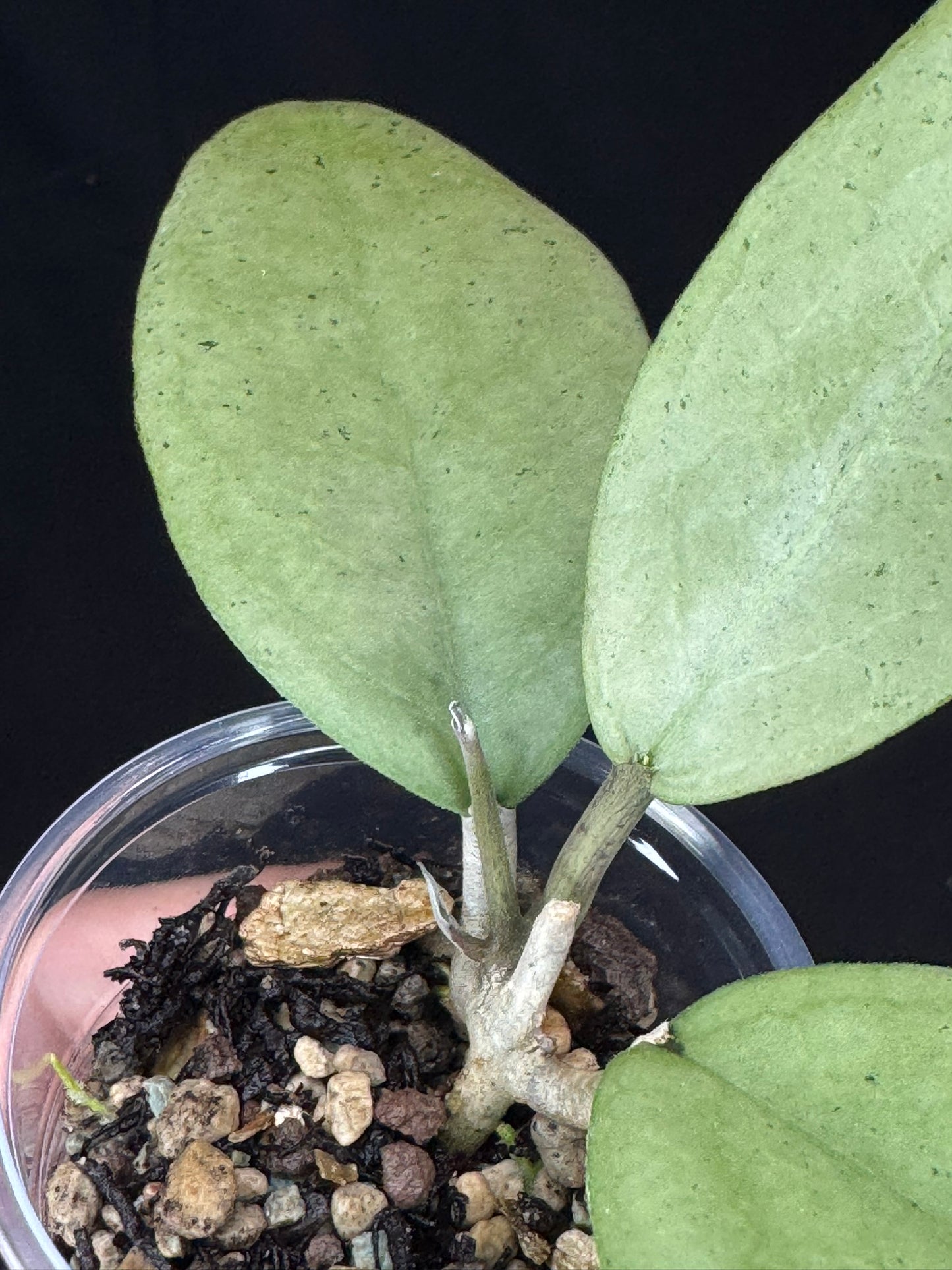 UNICORN🦄! Hoya menak sopal silver, rare