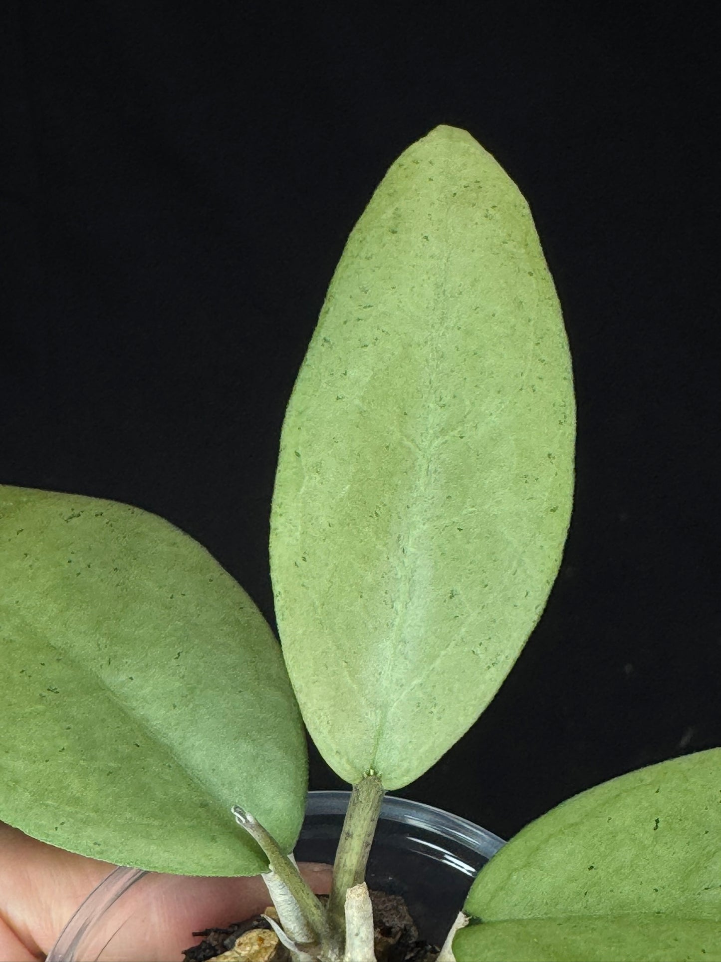 UNICORN🦄! Hoya menak sopal silver, rare