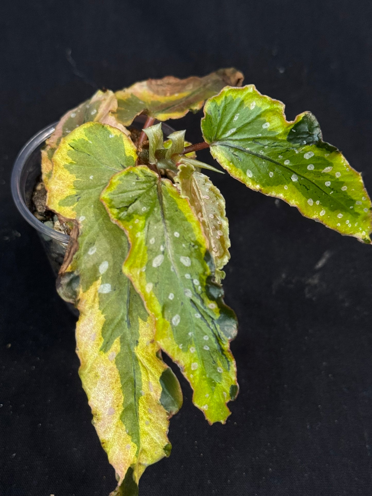 Begonia Plant 'Dainty Spary' Variegated, rare