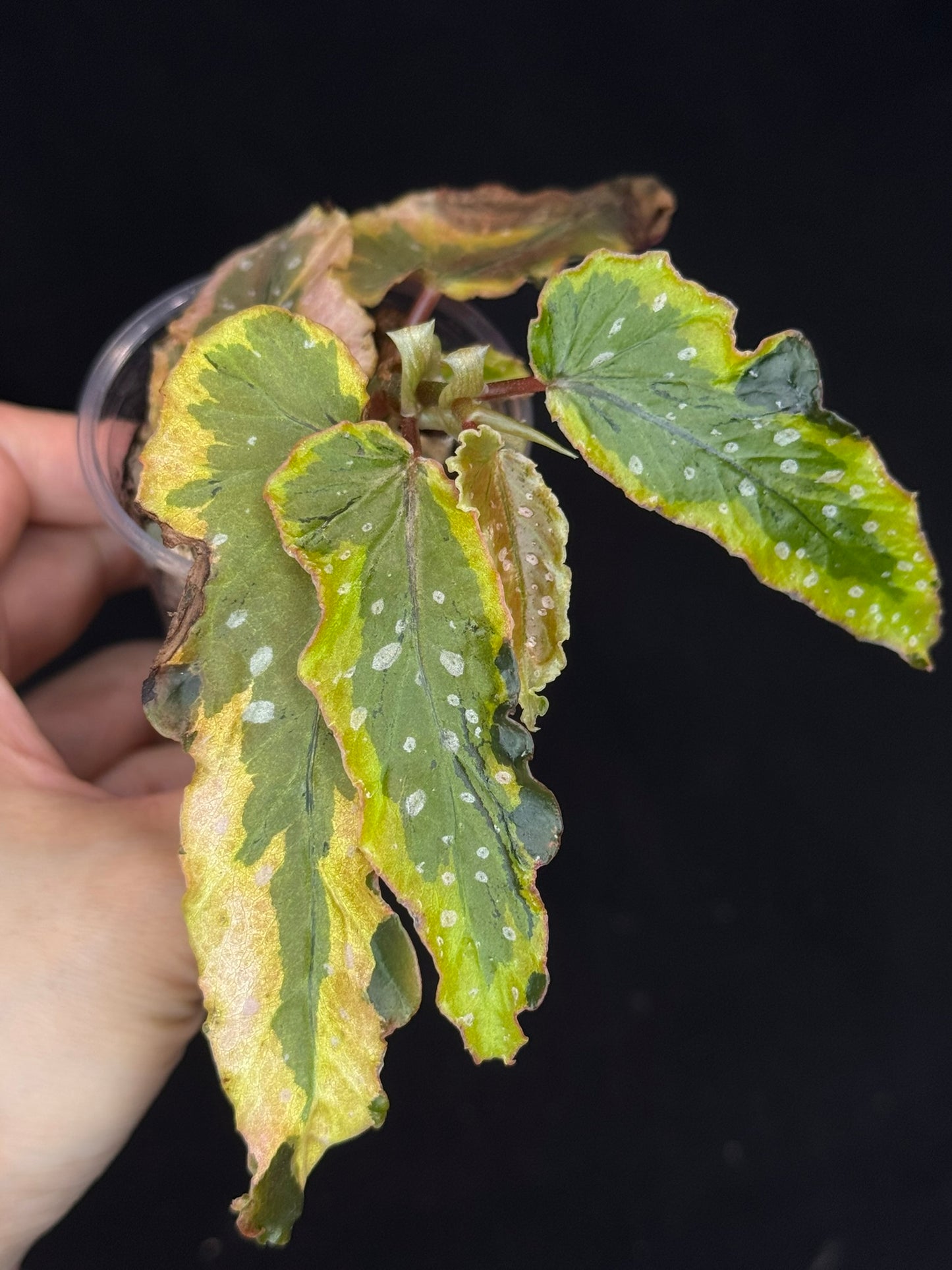 Begonia Plant 'Dainty Spary' Variegated, rare
