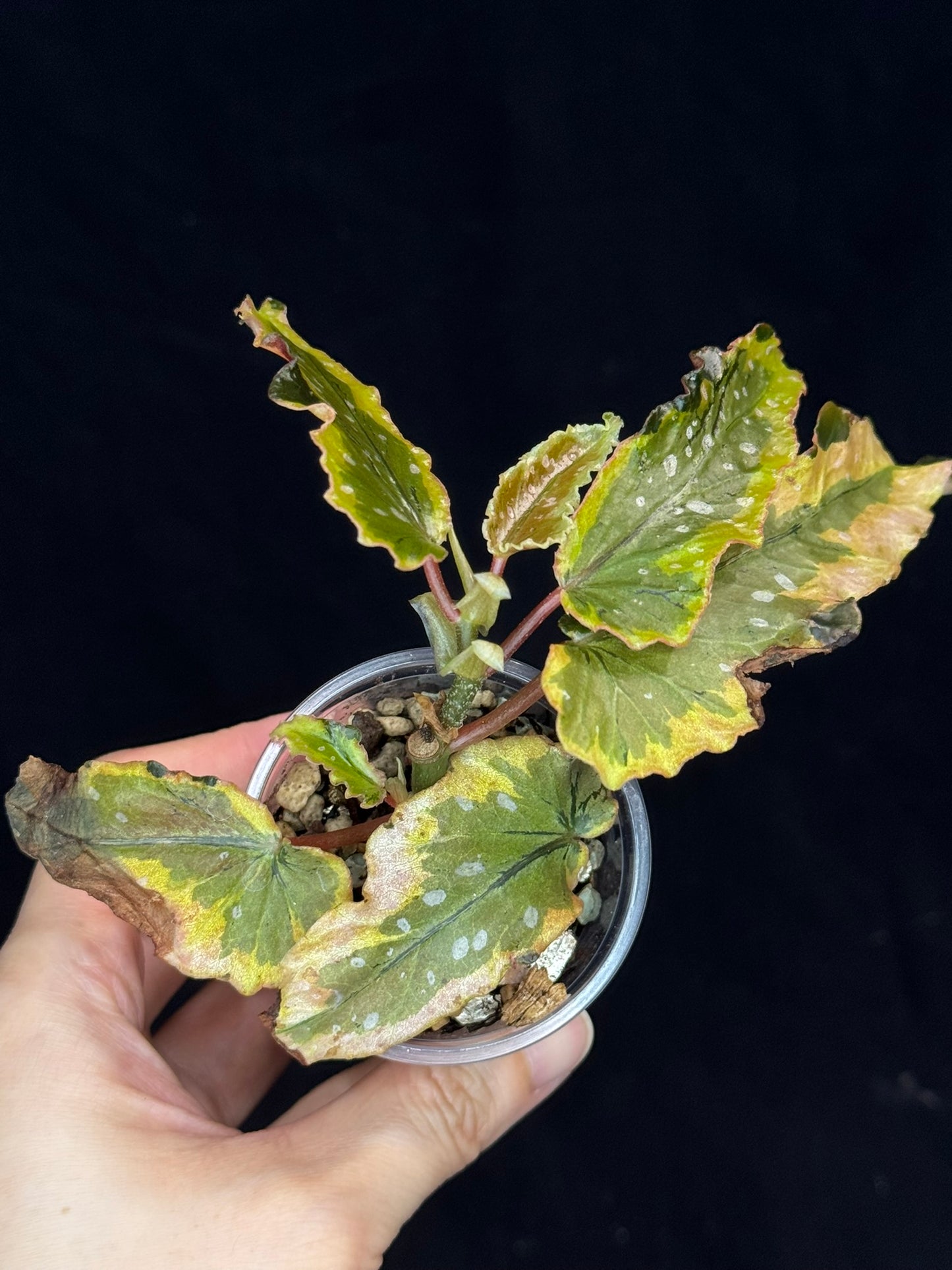 Begonia Plant 'Dainty Spary' Variegated, rare