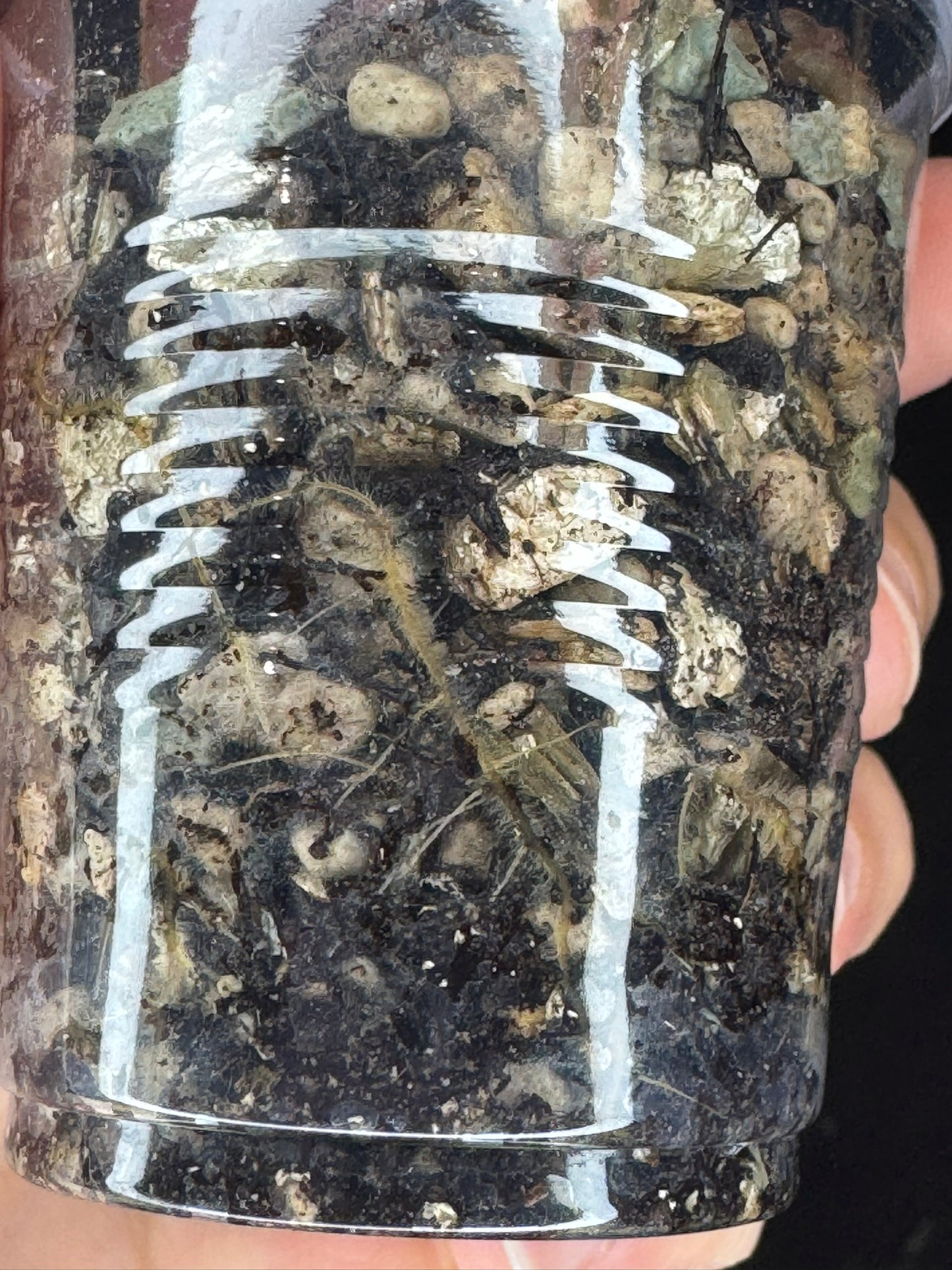 Begonia Plant 'Dainty Spary' Variegated, rare