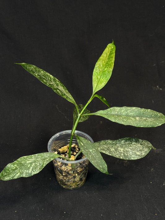 Hoya Multiflora Splash(Europe), rare, big leaves