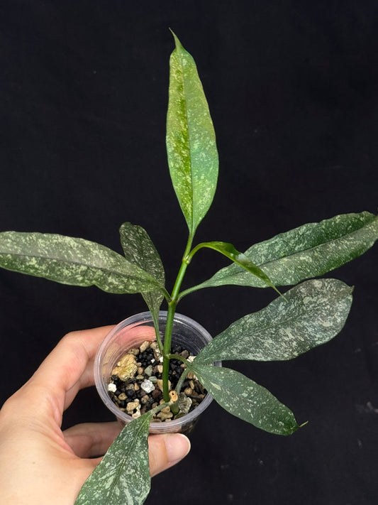 Hoya Multiflora Splash(Europe), rare, big leaves