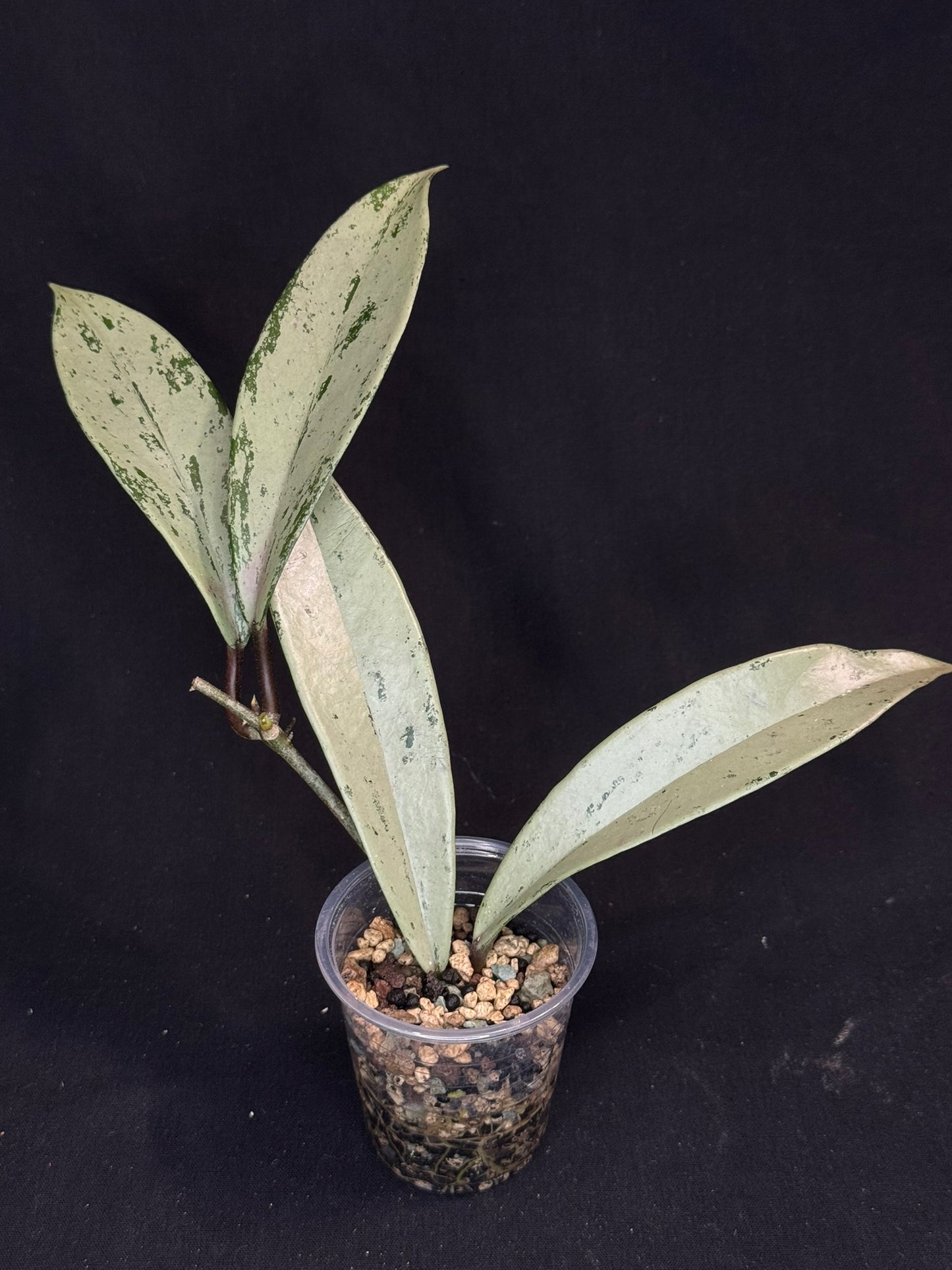 Hoya pubicalyx pink silver ghost, pure silver leaves