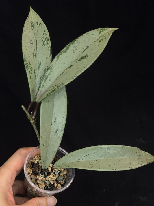 Hoya pubicalyx pink silver ghost, pure silver leaves