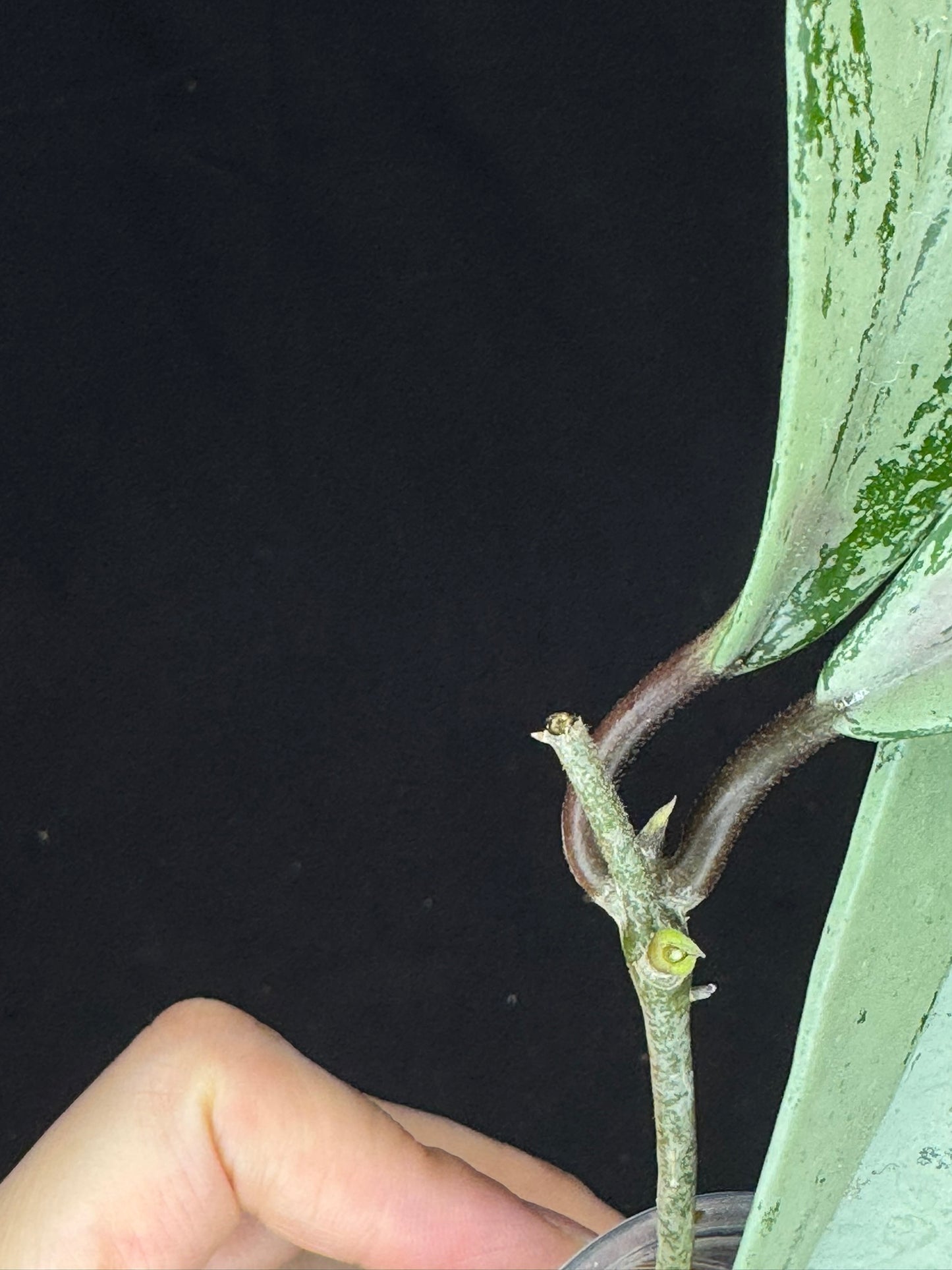 Hoya pubicalyx pink silver ghost, pure silver leaves