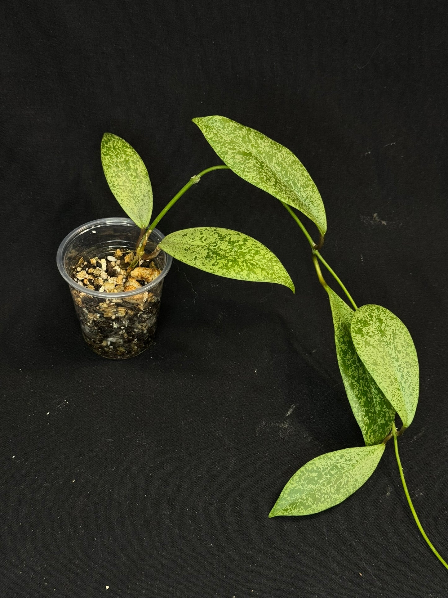 Hoya jita Silver (#2), silvery leaves, rare hoya