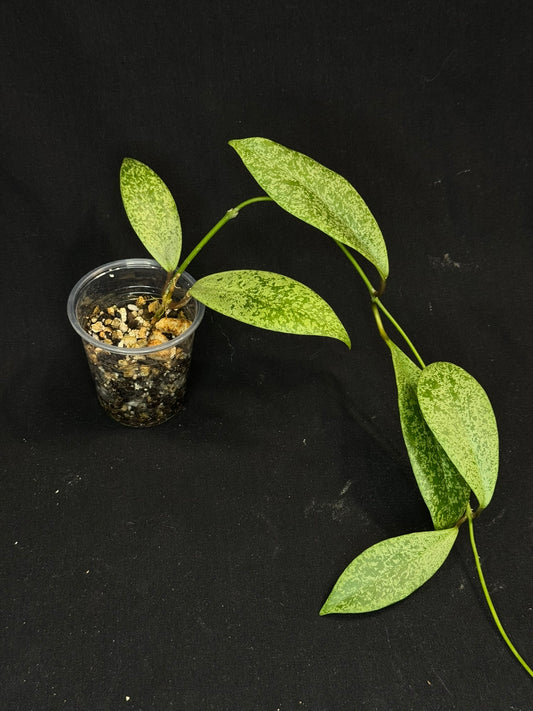 Hoya jita Silver (#2), silvery leaves, rare hoya