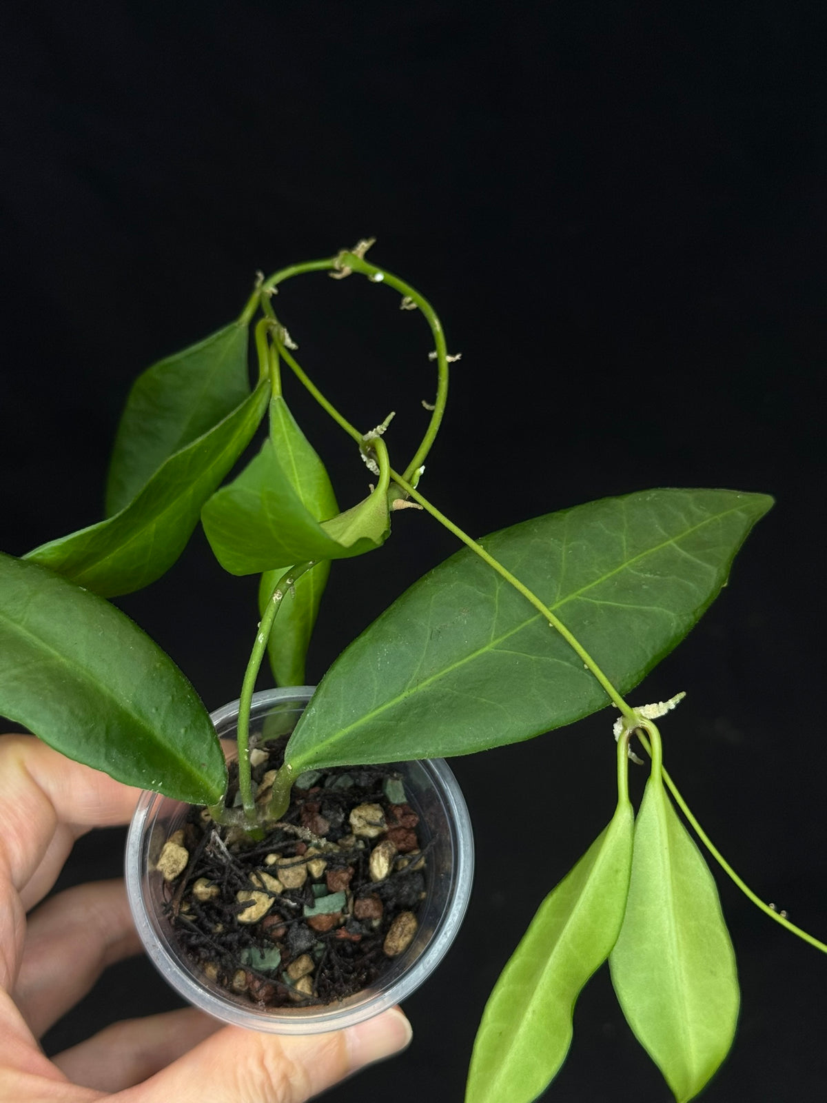 Hoya pulchra, special leaves and flowers, rare