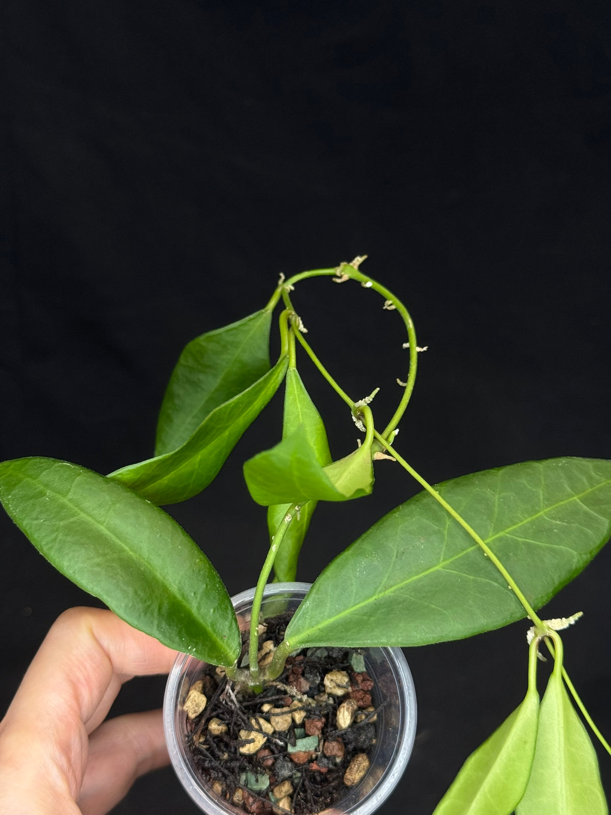 Hoya pulchra, special leaves and flowers, rare