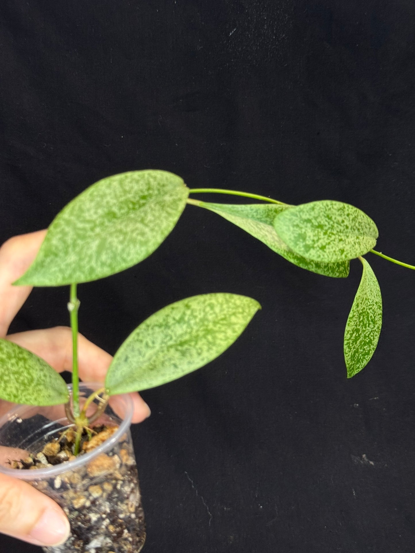 Hoya jita Silver (#2), silvery leaves, rare hoya