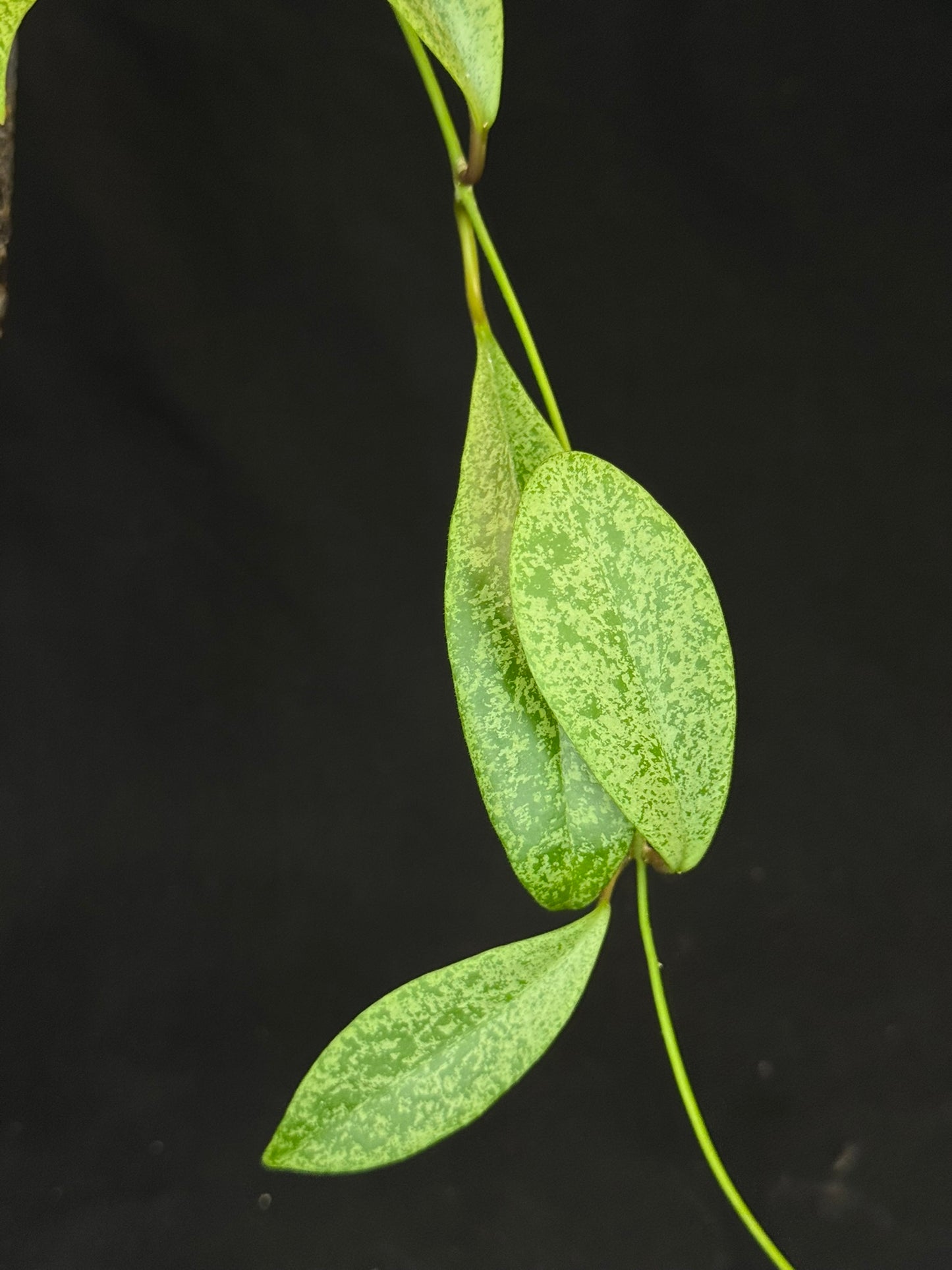 Hoya jita Silver (#2), silvery leaves, rare hoya