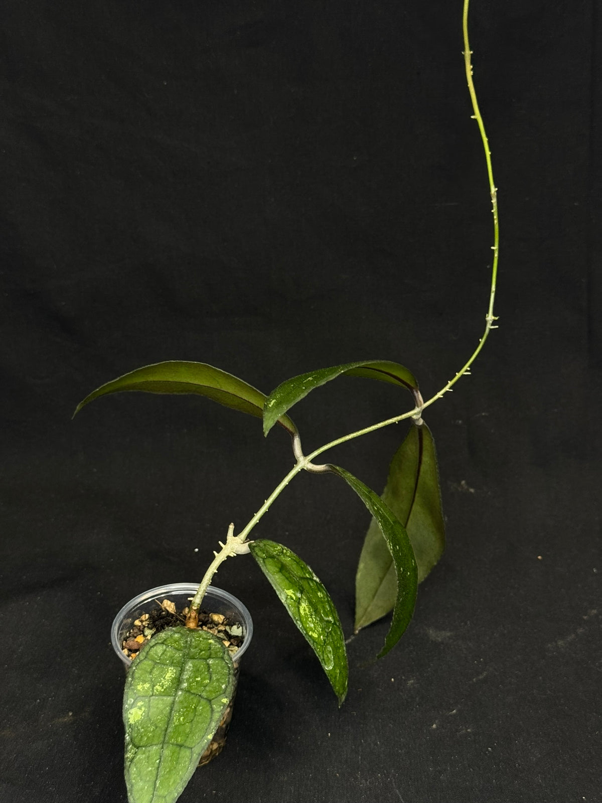 Hoya clemensiorum, beautiful prominently-veined long leaves, rare