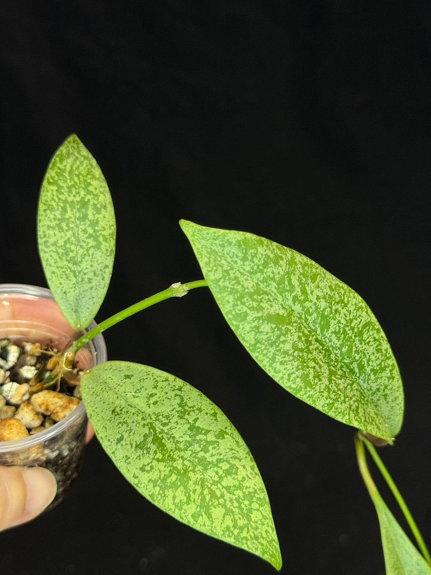 Hoya jita Silver (#2), silvery leaves, rare hoya