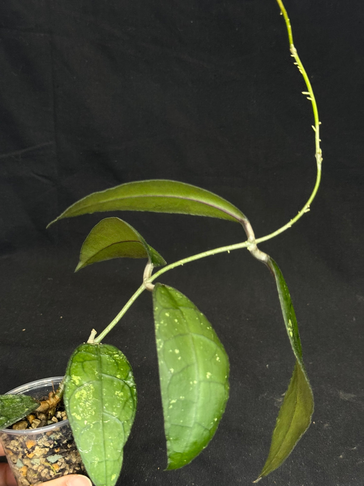 Hoya clemensiorum, beautiful prominently-veined long leaves, rare