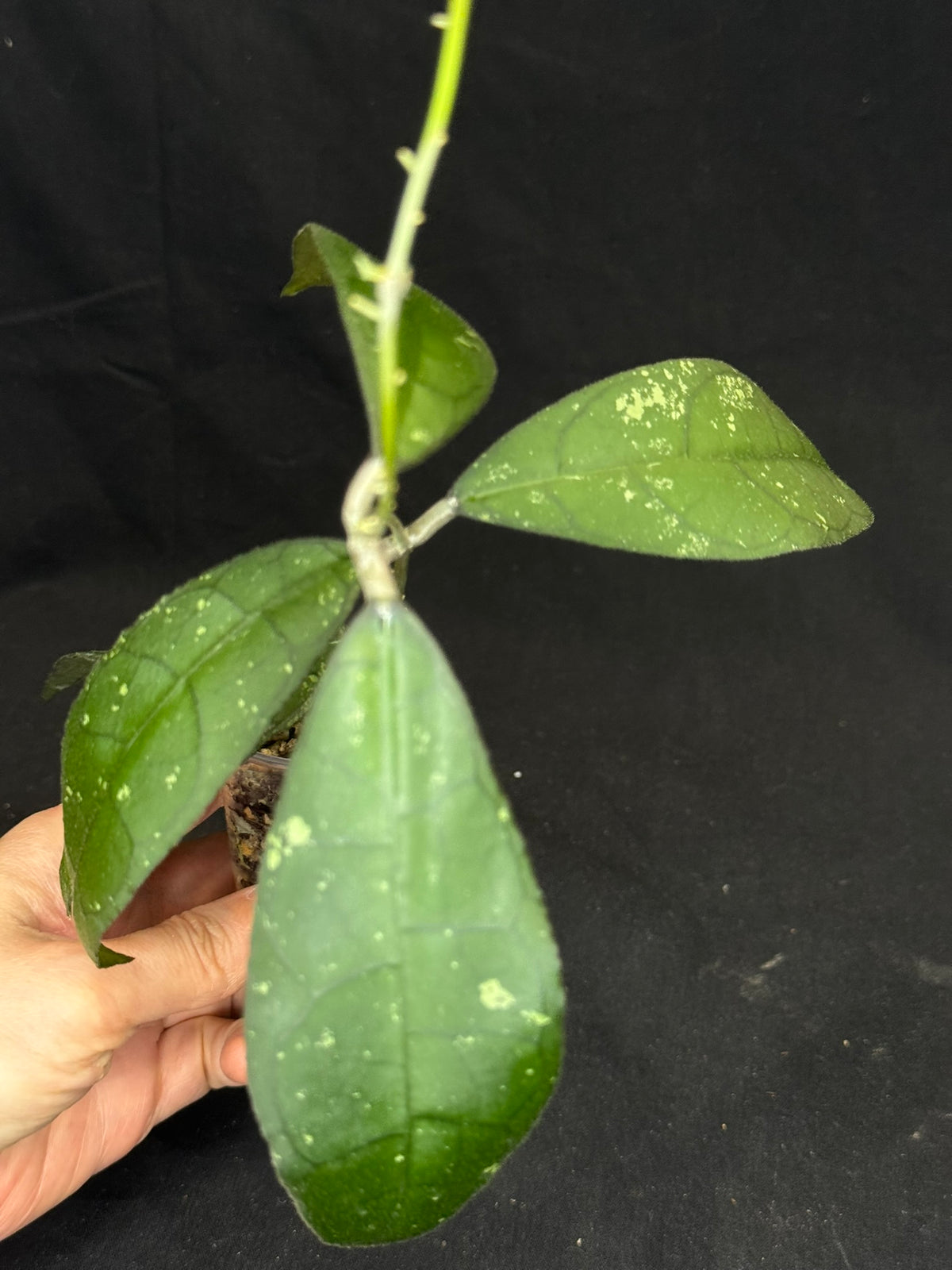 Hoya clemensiorum, beautiful prominently-veined long leaves, rare