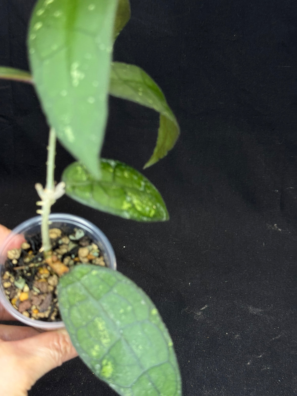 Hoya clemensiorum, beautiful prominently-veined long leaves, rare