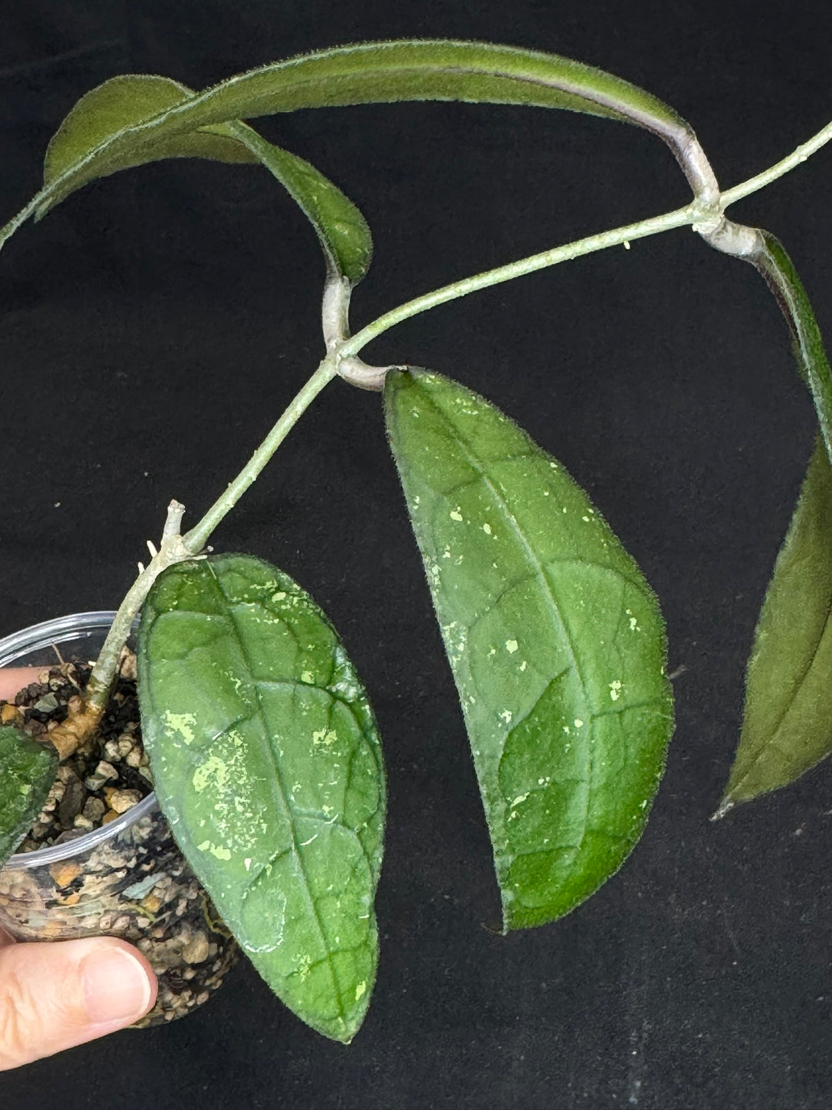 Hoya clemensiorum, beautiful prominently-veined long leaves, rare