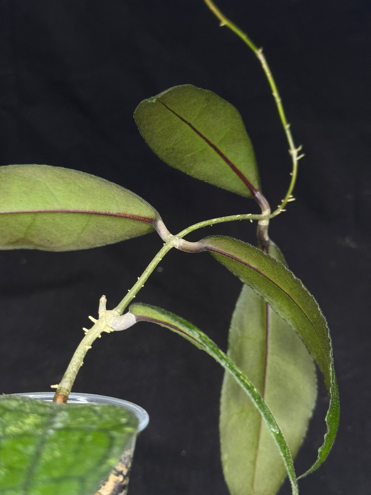 Hoya clemensiorum, beautiful prominently-veined long leaves, rare