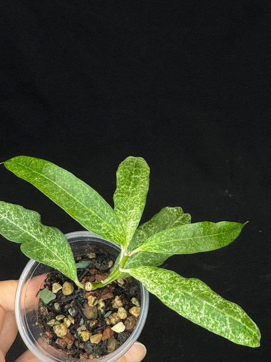 UNICORN🦄! Hoya multiflora lima, special variegation pattern, super rare