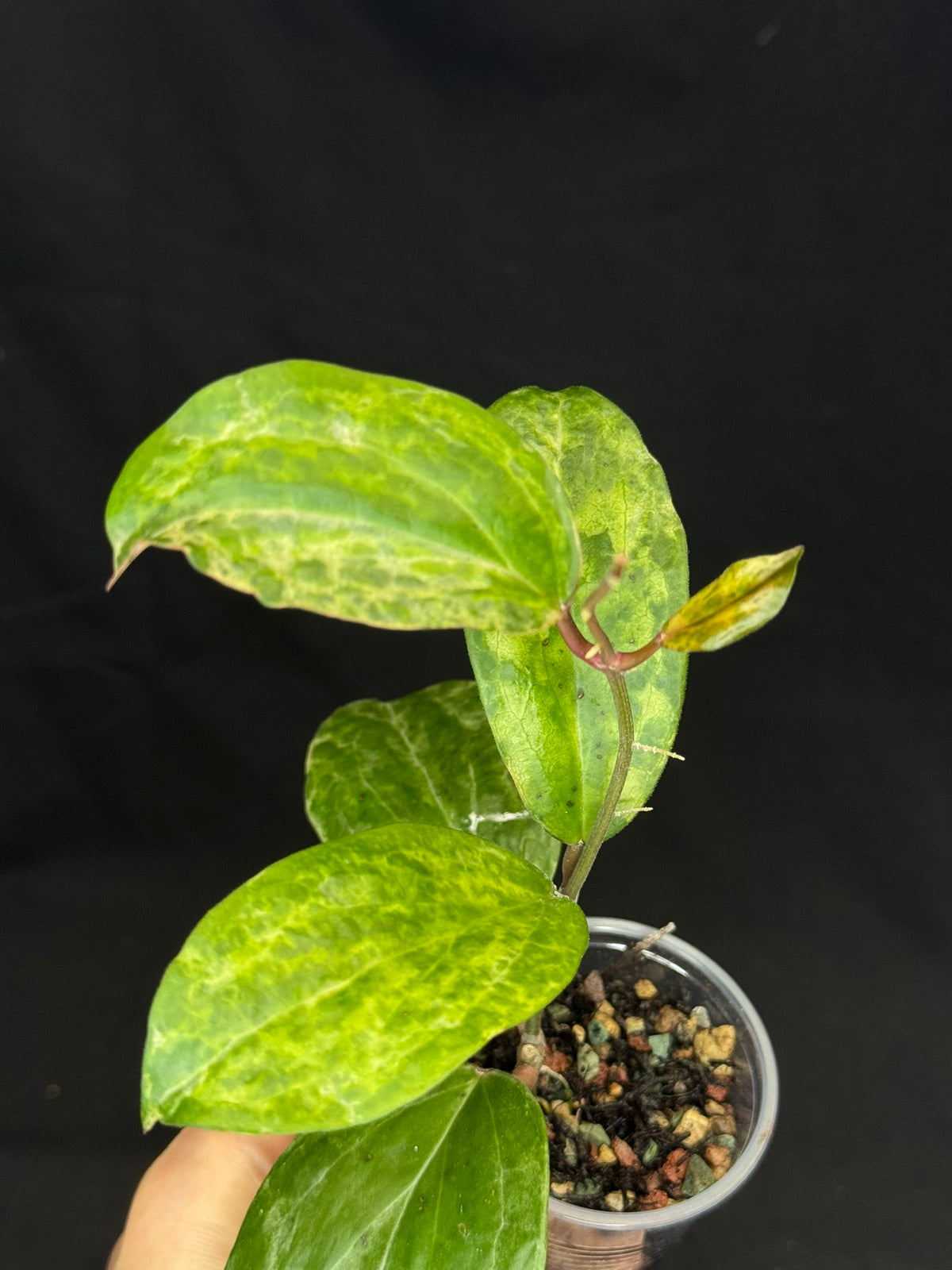 UNICORN🦄! Hoya crocodile, nice variegation color, super rare