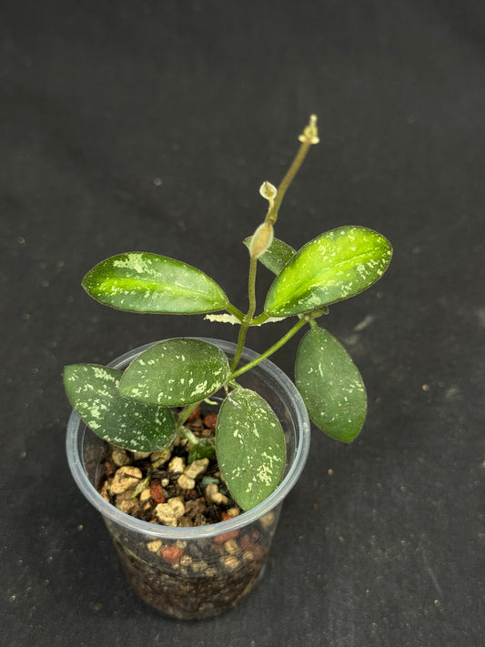UNICORN🦄! Hoya sp. VL9 variegated, different variegation colors with spash