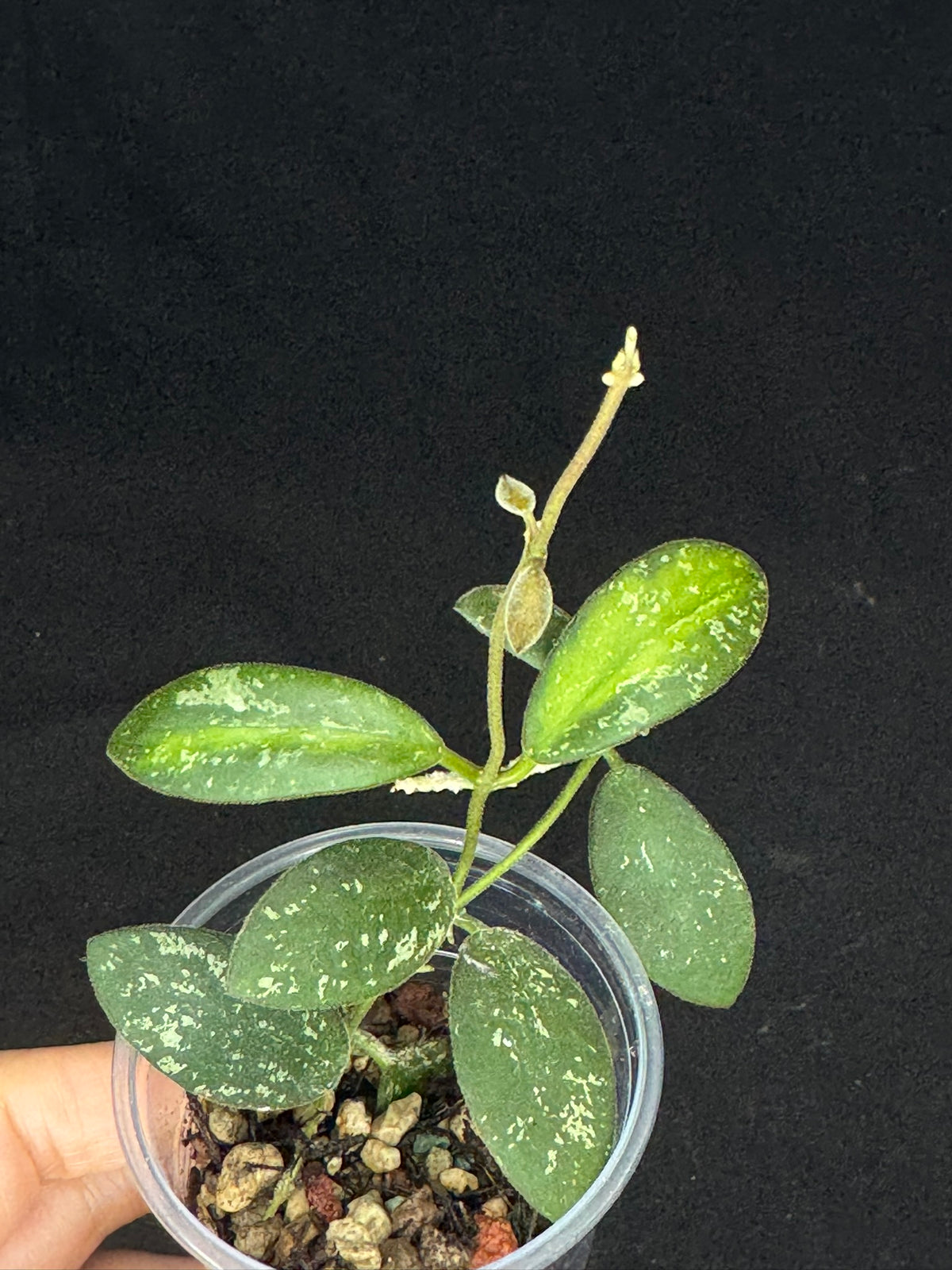 UNICORN🦄! Hoya sp. VL9 variegated, different variegation colors with spash