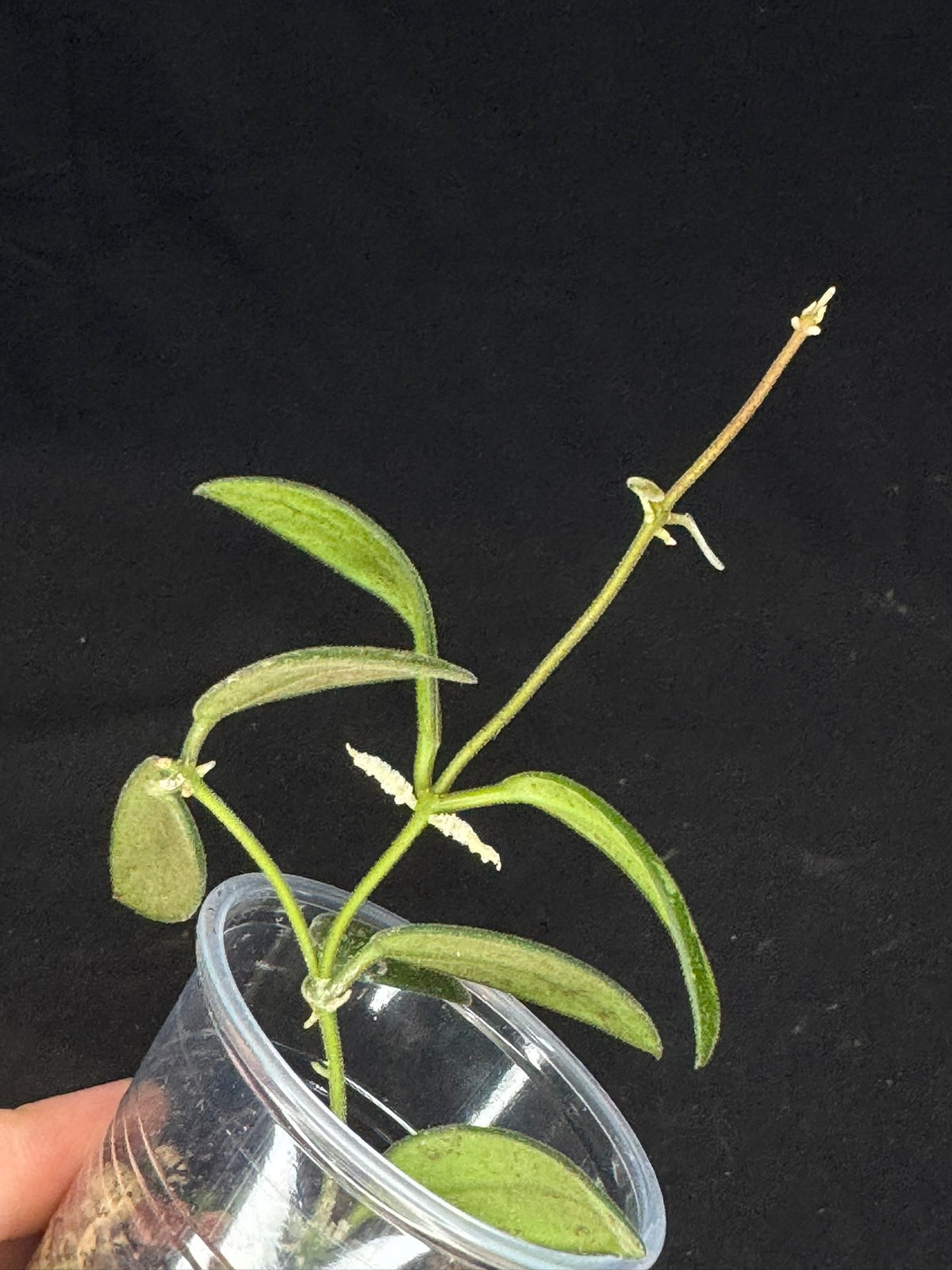 UNICORN🦄! Hoya sp. VL9 variegated, different variegation colors with spash