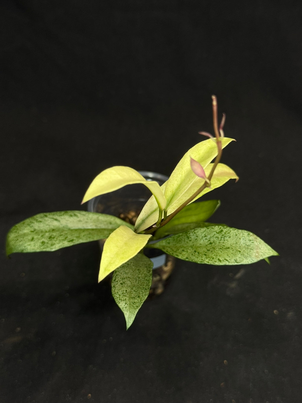 Hoya lacunosa winter pandora (#1), special