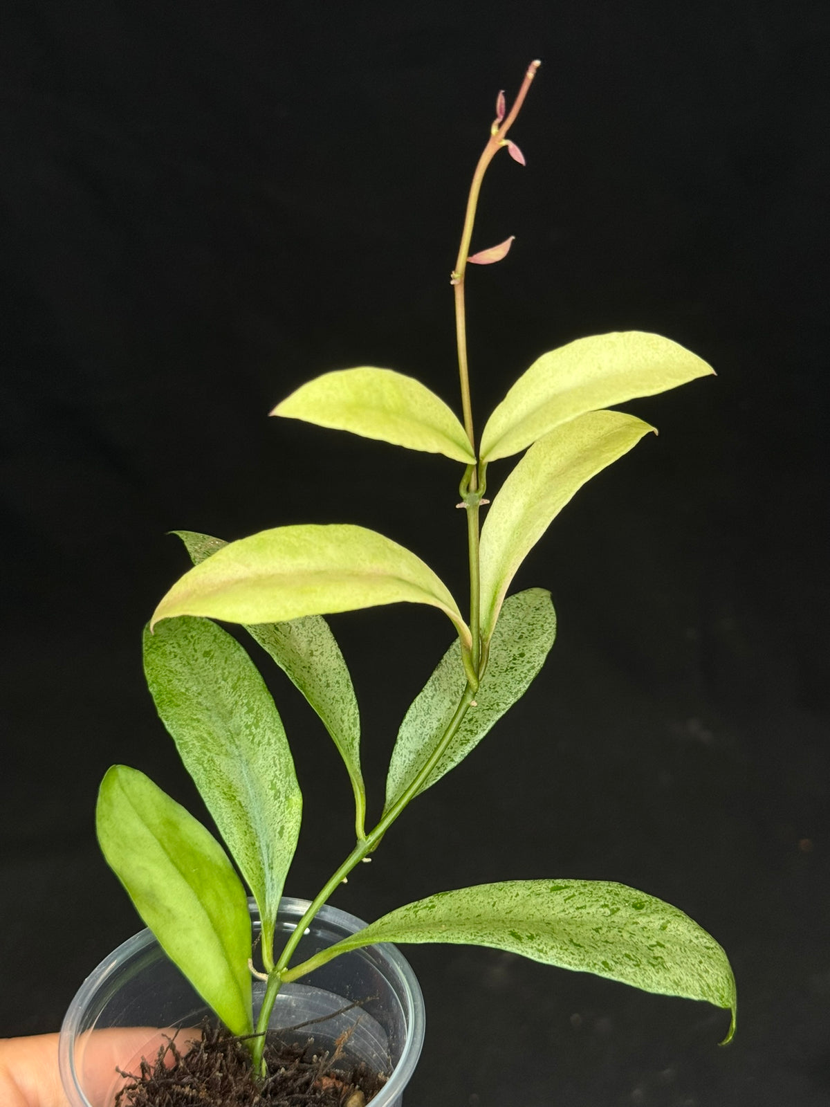 Hoya lacunosa winter pandora (#1), special