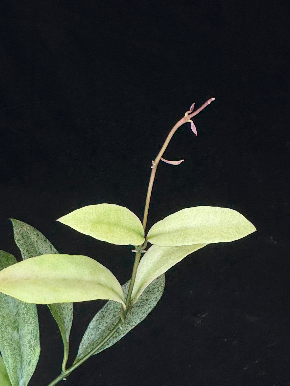 Hoya lacunosa winter pandora (#1), special