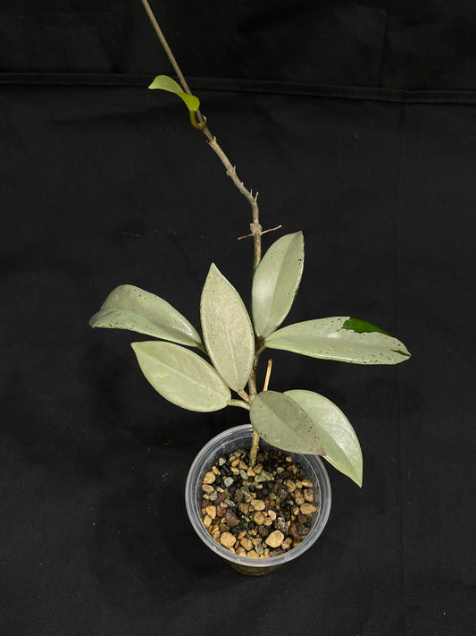 Hoya Wilbur Grave Silver, stable nice silver green leaves, rare