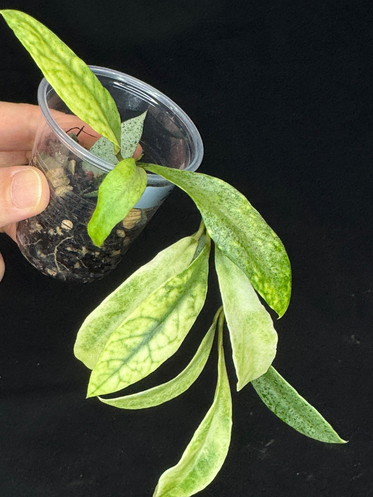 Hoya lacunosa winter pandora (#2), special