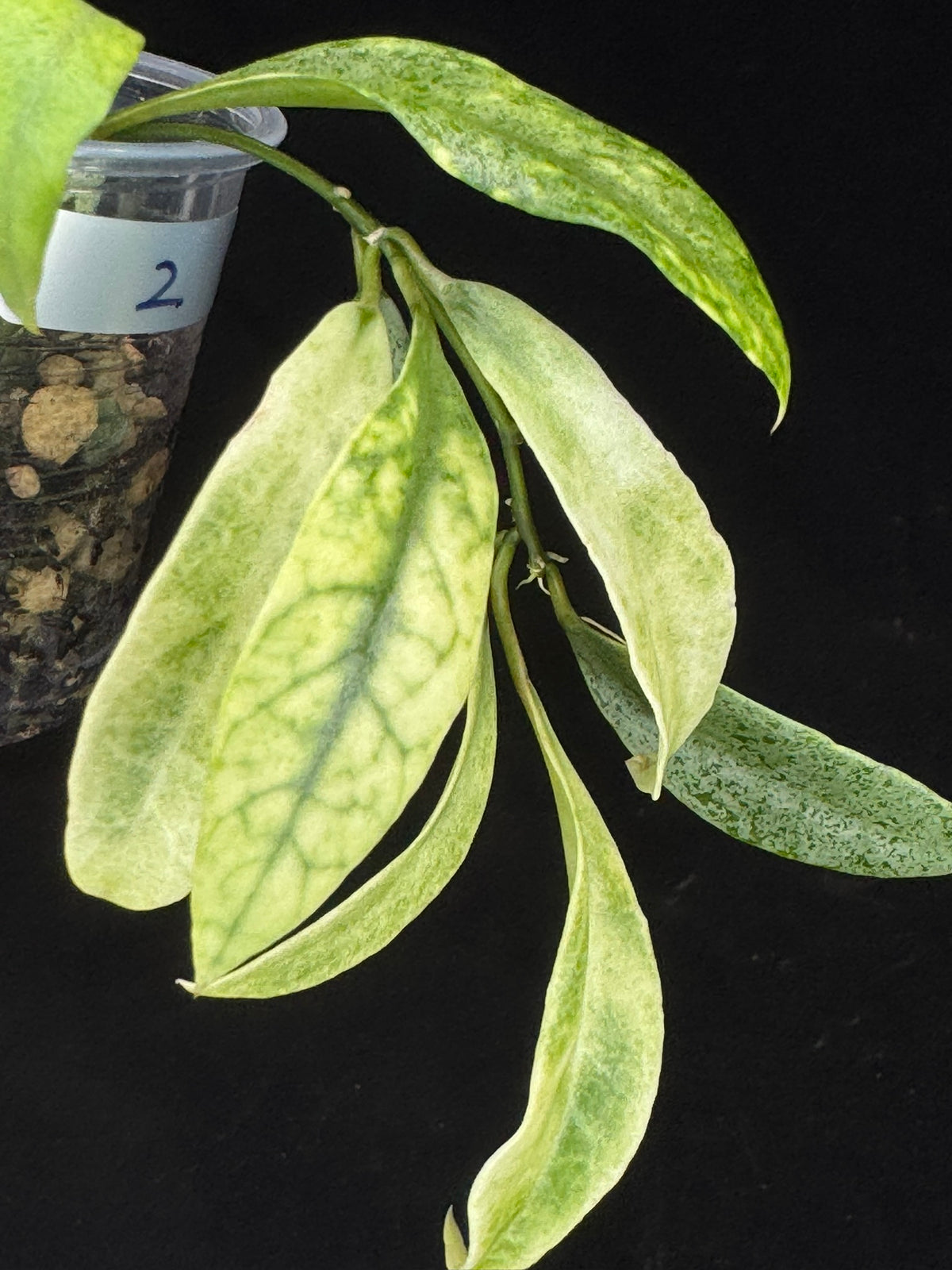 Hoya lacunosa winter pandora (#2), special