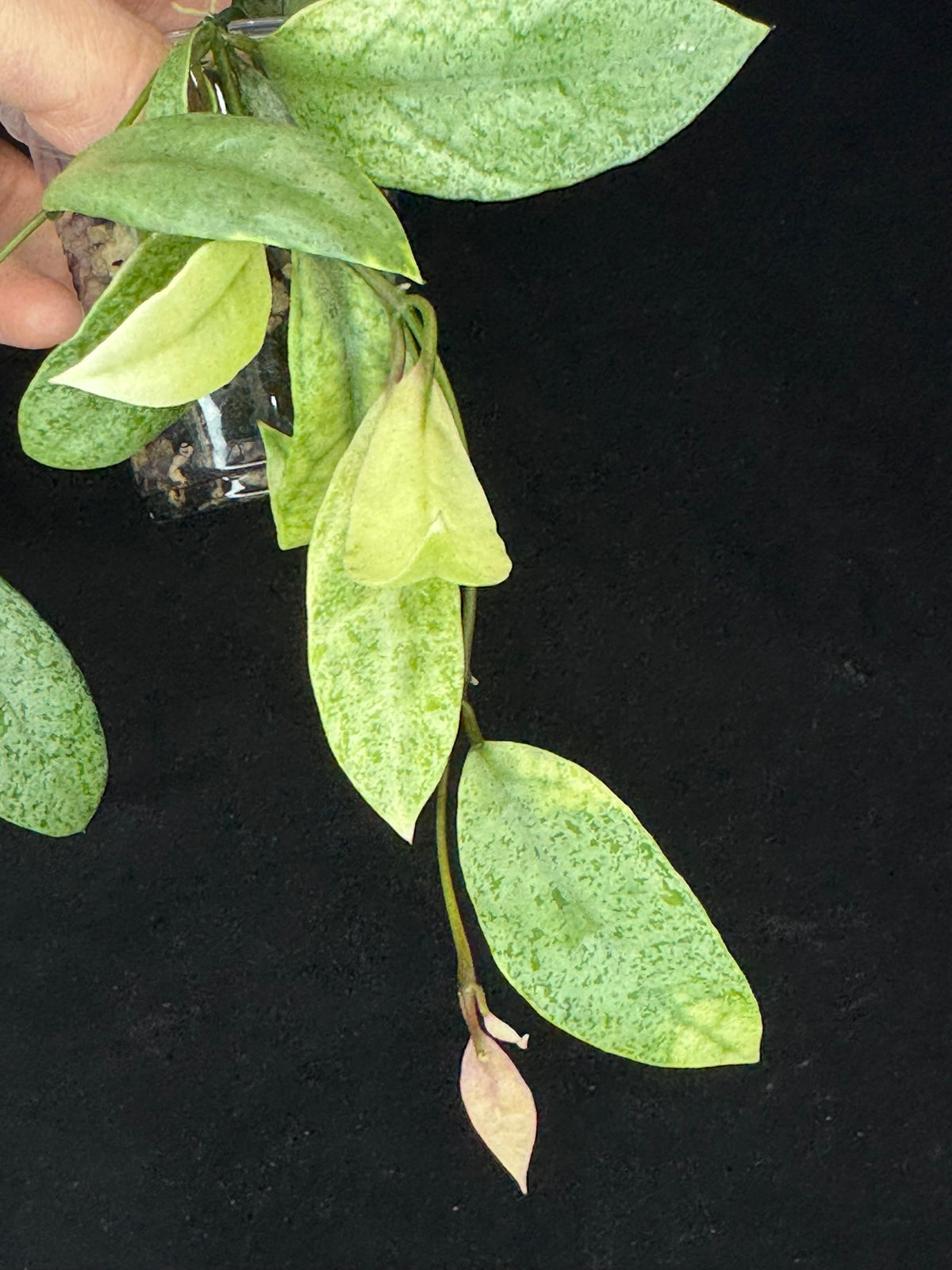 Hoya lacunosa winter pandora (#3), special