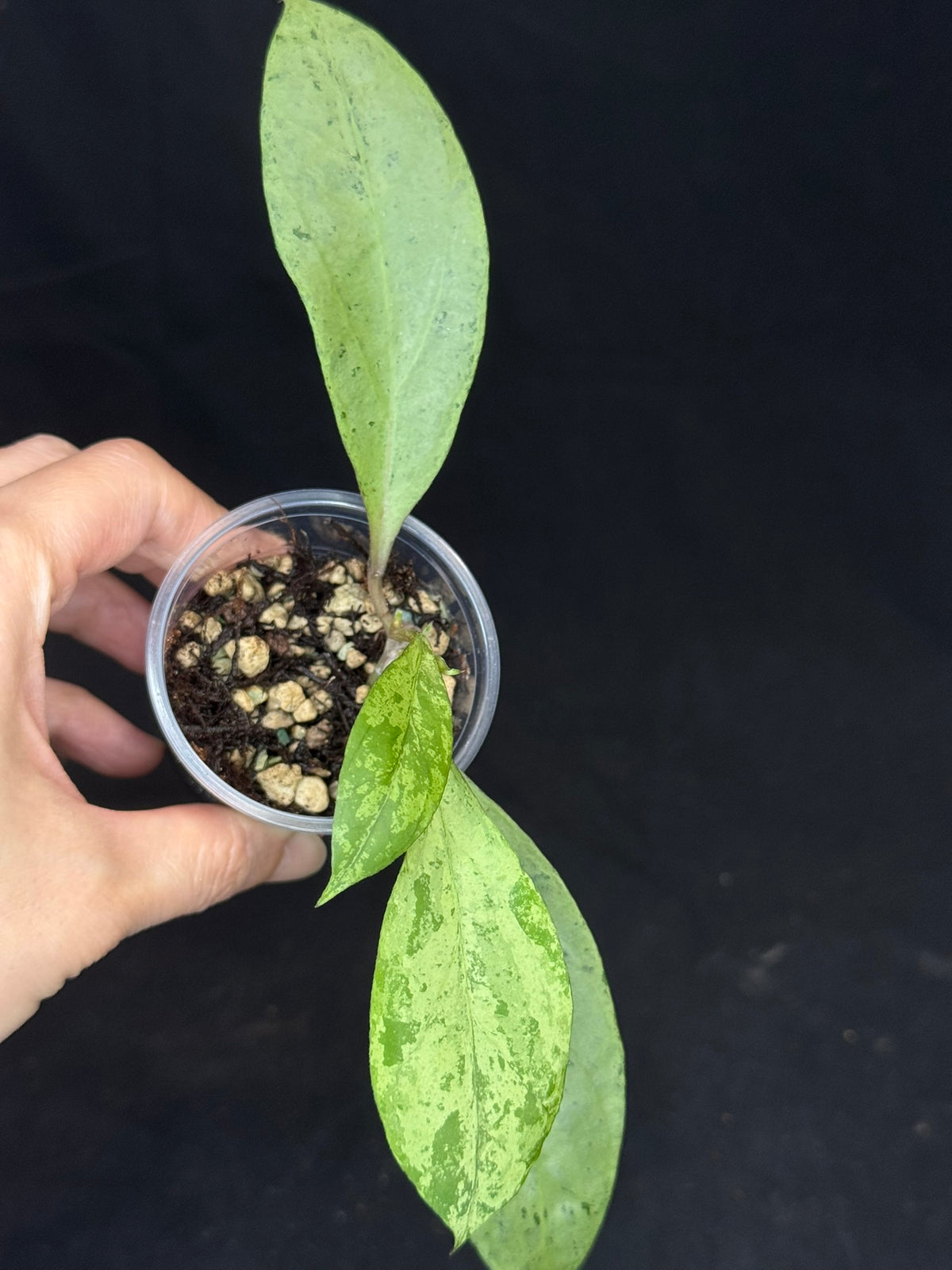 Hoya 'Gyana' (new guinea ghost x gunung gading), special