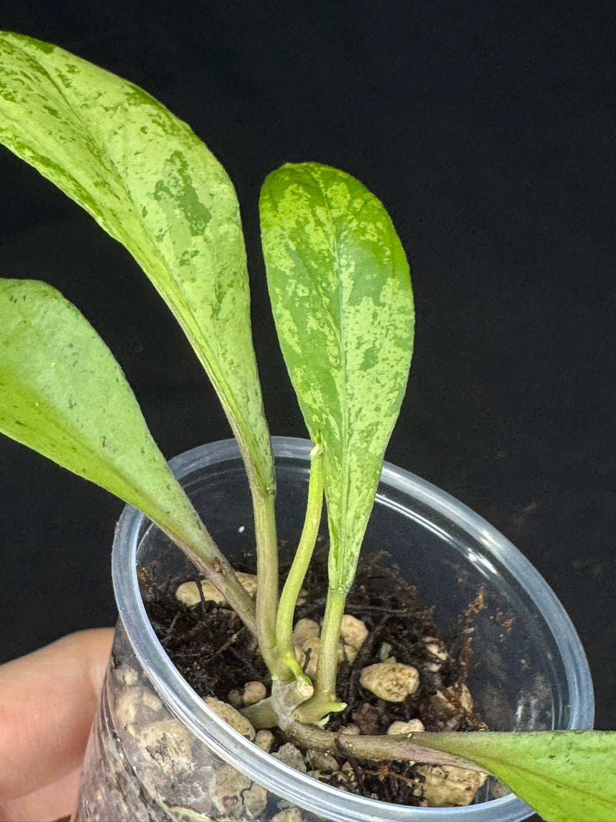 Hoya 'Gyana' (new guinea ghost x gunung gading), special