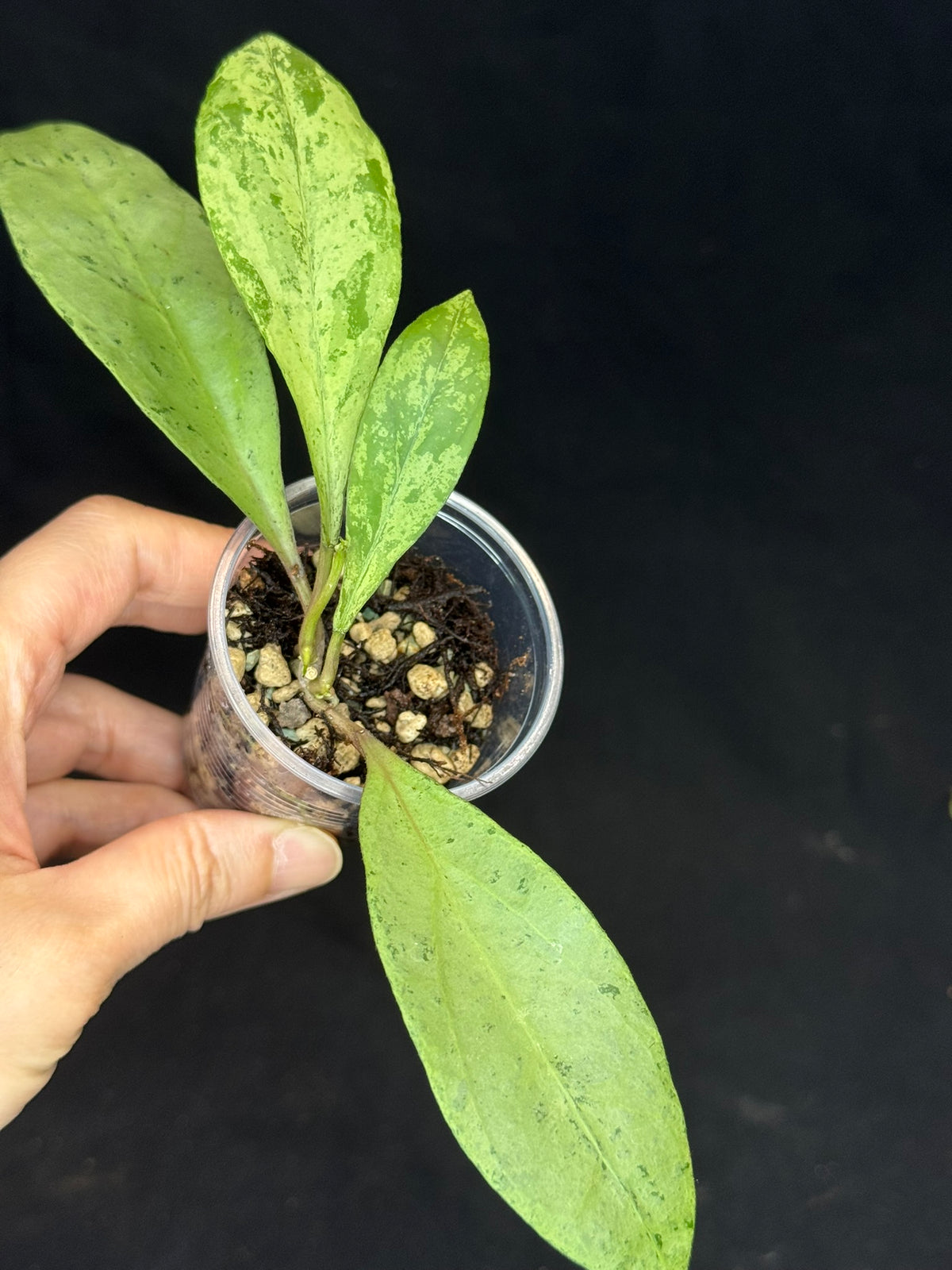 Hoya 'Gyana' (new guinea ghost x gunung gading), special