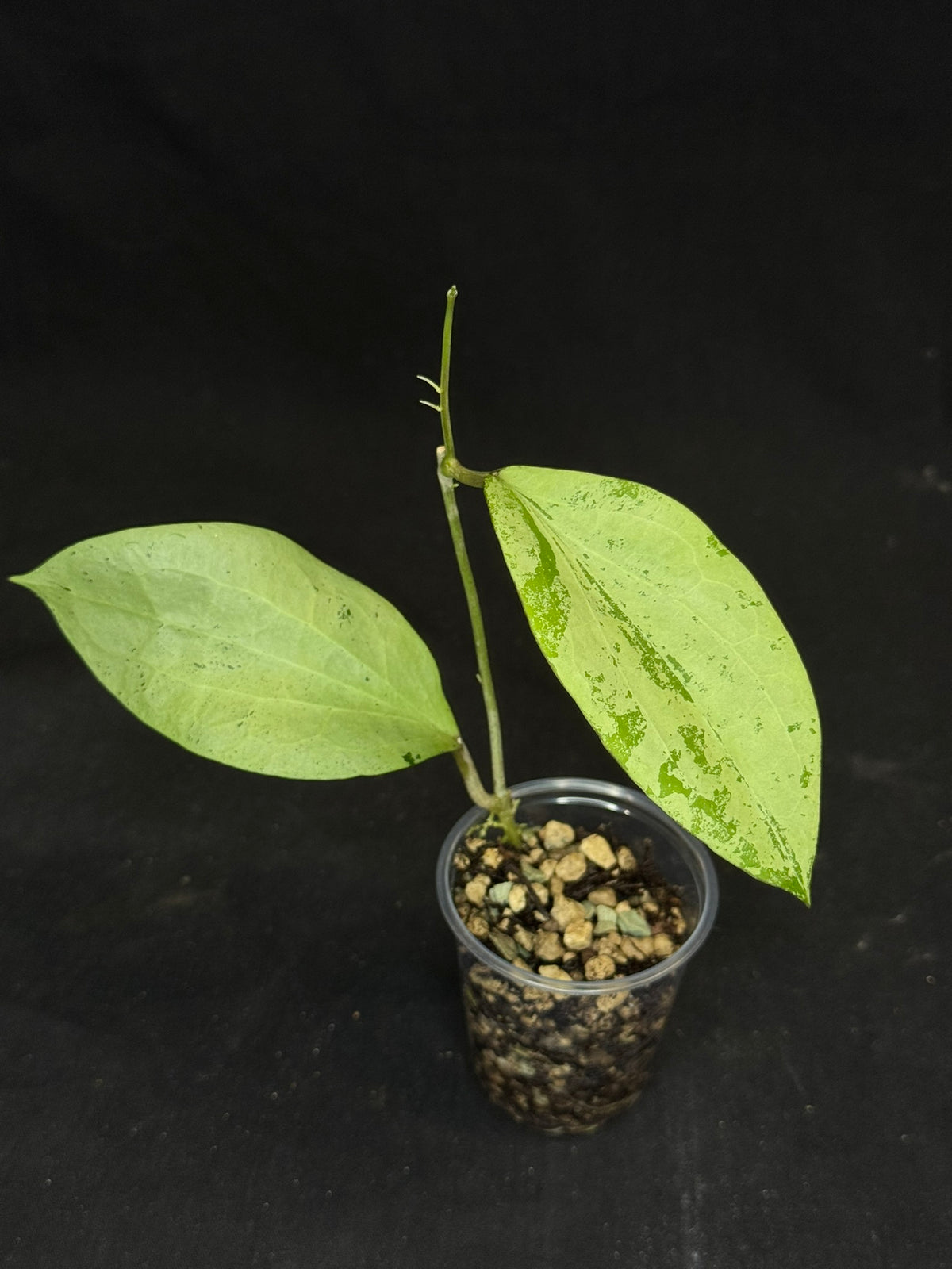Hoya abra ((Hoya nicholsoniae × Hoya glabra)), special