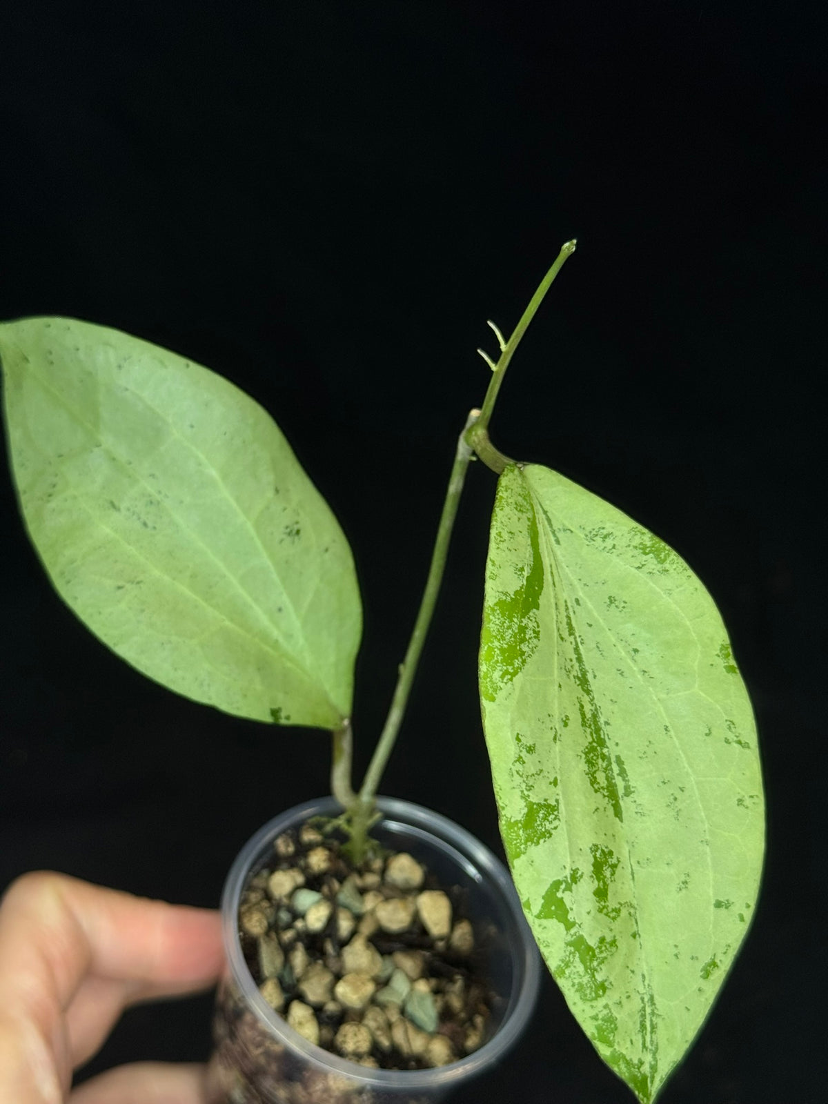 Hoya abra ((Hoya nicholsoniae × Hoya glabra)), special