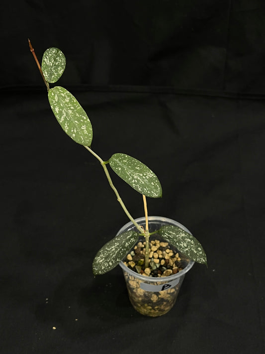 Exact Plant (B): Hoya sp. Hon Thom, nice splashy leaves