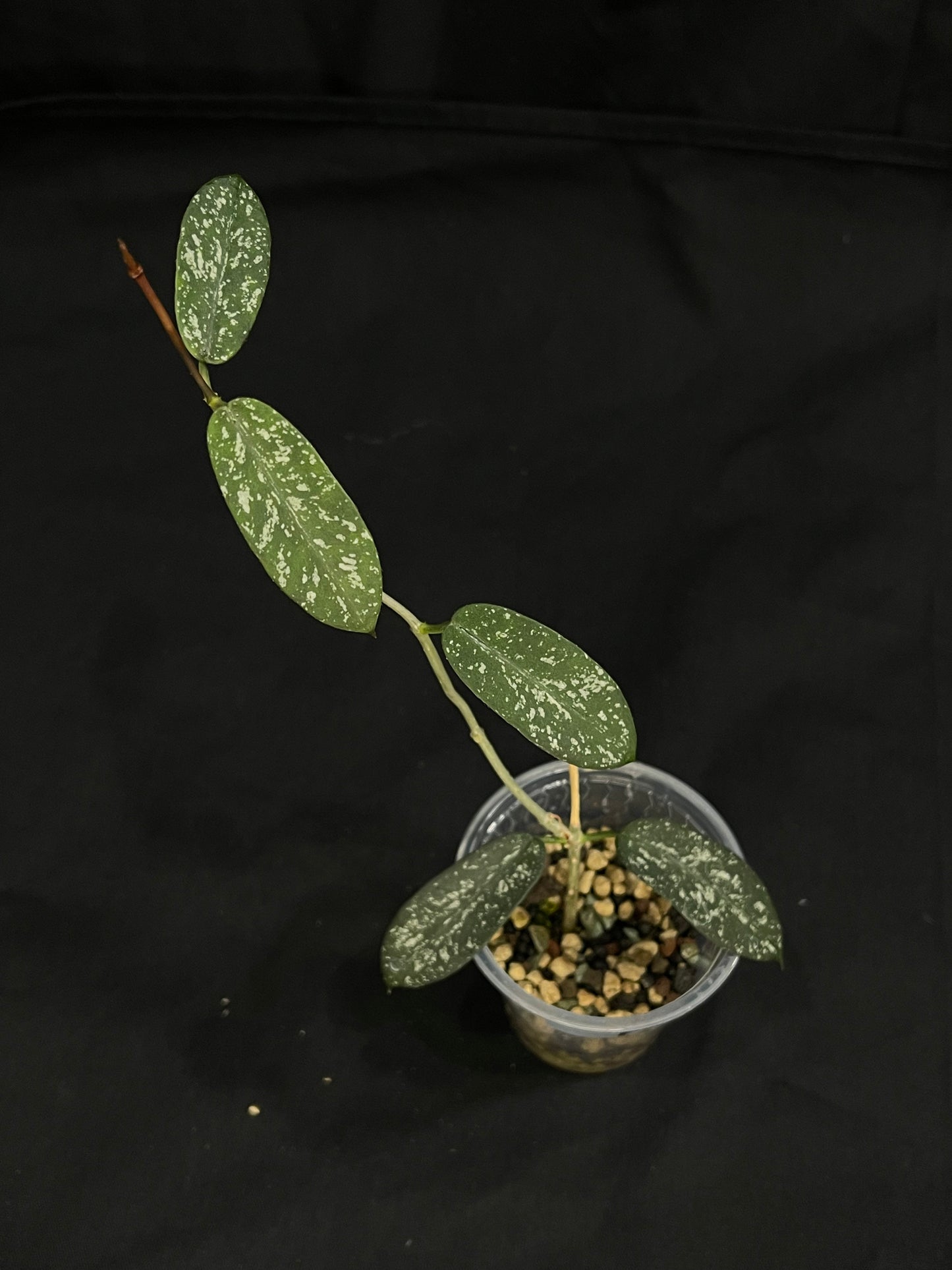 Exact Plant (B): Hoya sp. Hon Thom, nice splashy leaves